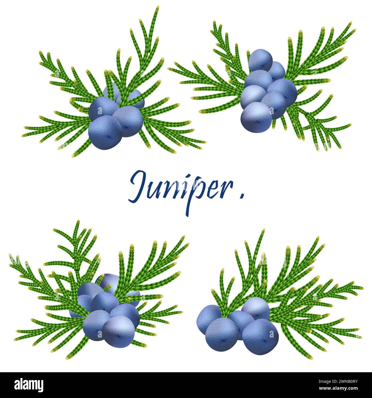 blue berries and juniper branch. Cones and leaves of Juniper isolated on white background. Winter holiday Christmas decorative art objects. Isolated w Stock Photo