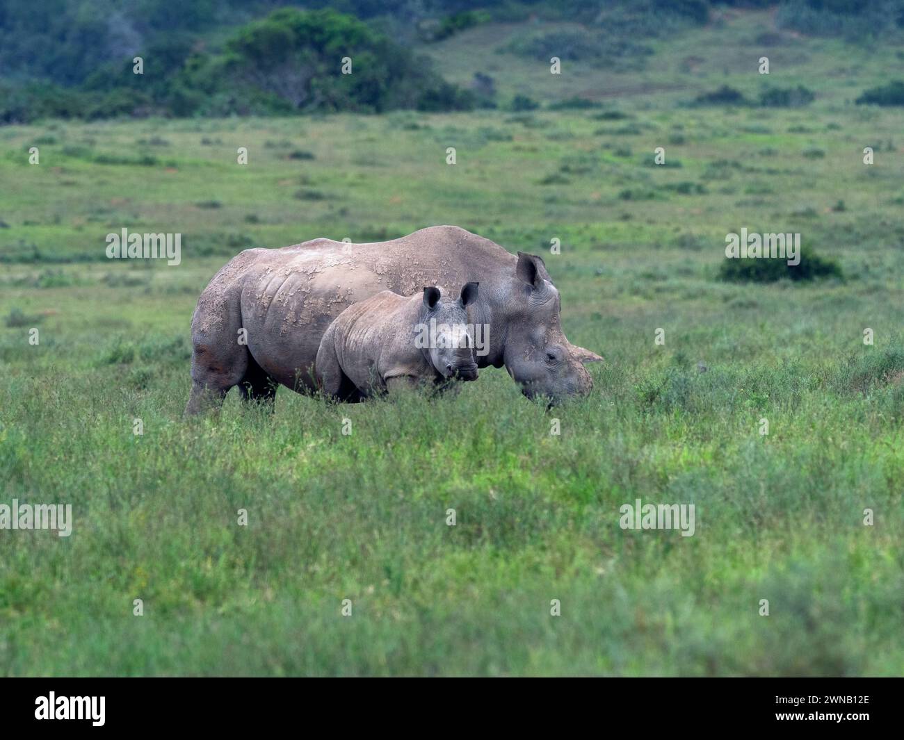 White Rhinoceros Ceratotherium simim and calf Cape Region South Africa Stock Photo