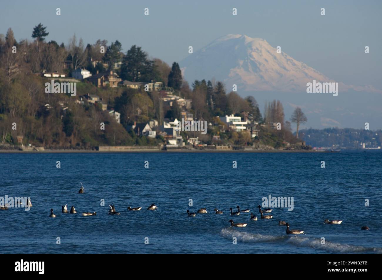 Brant geese Branta bernicla nigricans feeding resting traveling along the rocky shores Puget Sound Salish Sea migration stop Discovery park Washington Stock Photo