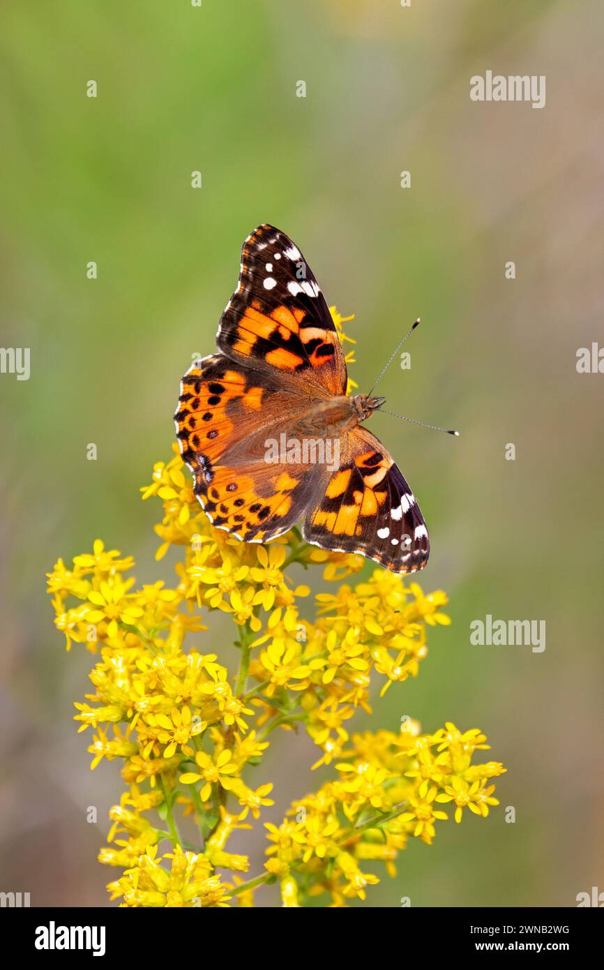 A Painted Lady Butterfly pollinates a Goldenrod Flower Stock Photo