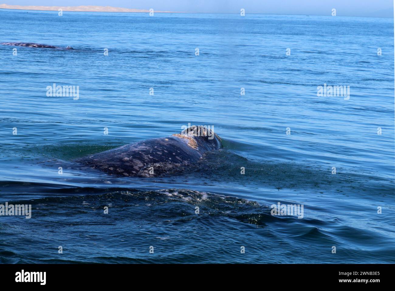 Whale watching in Mexico, Baja California Sur Stock Photo - Alamy