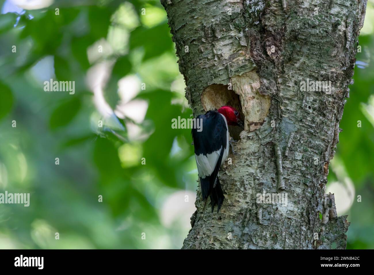 The redheaded woodpecker (Melanerpes erythrocephalus) during nesting