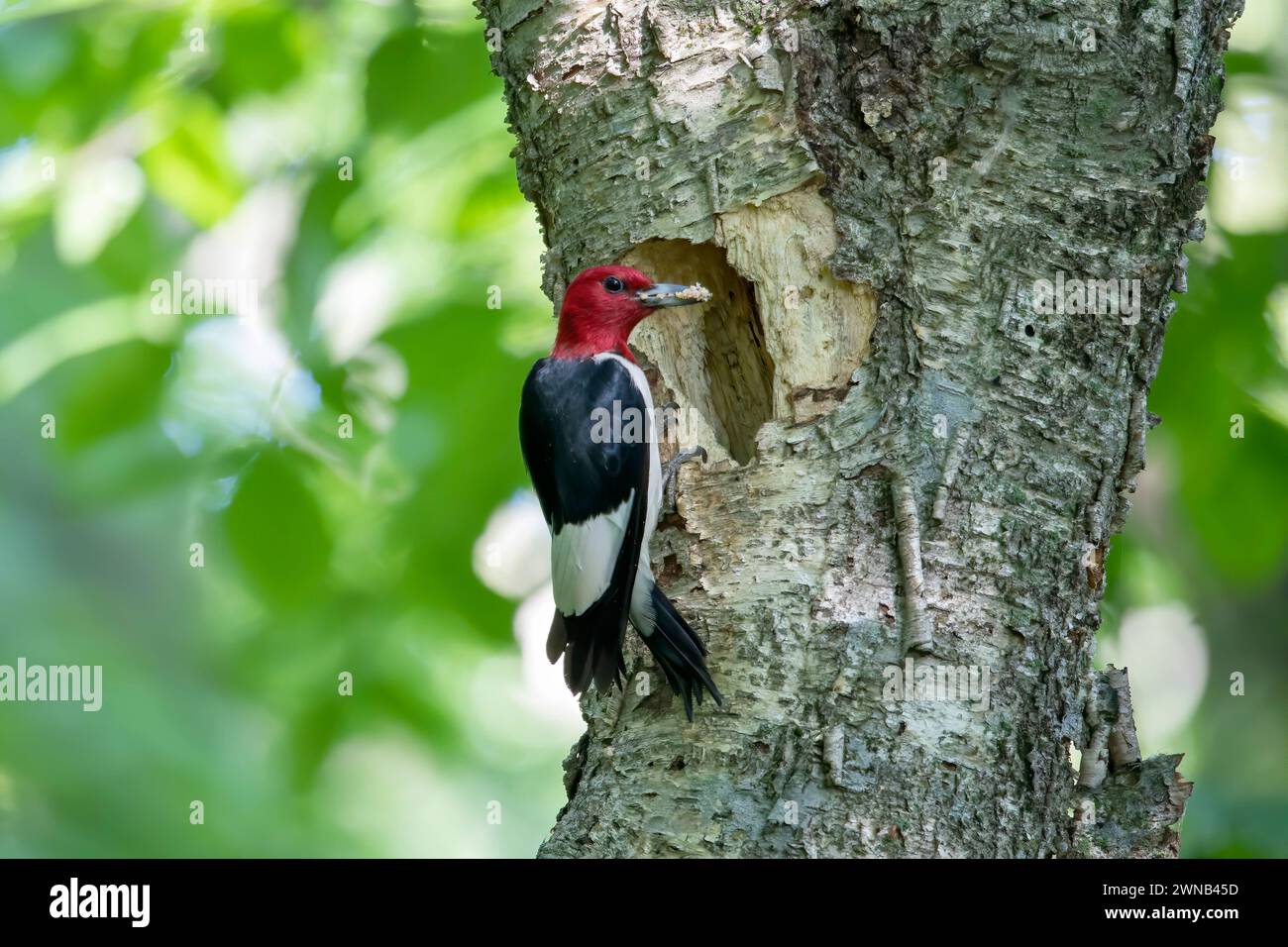 the-red-headed-woodpecker-melanerpes-erythrocephalus-during-nesting
