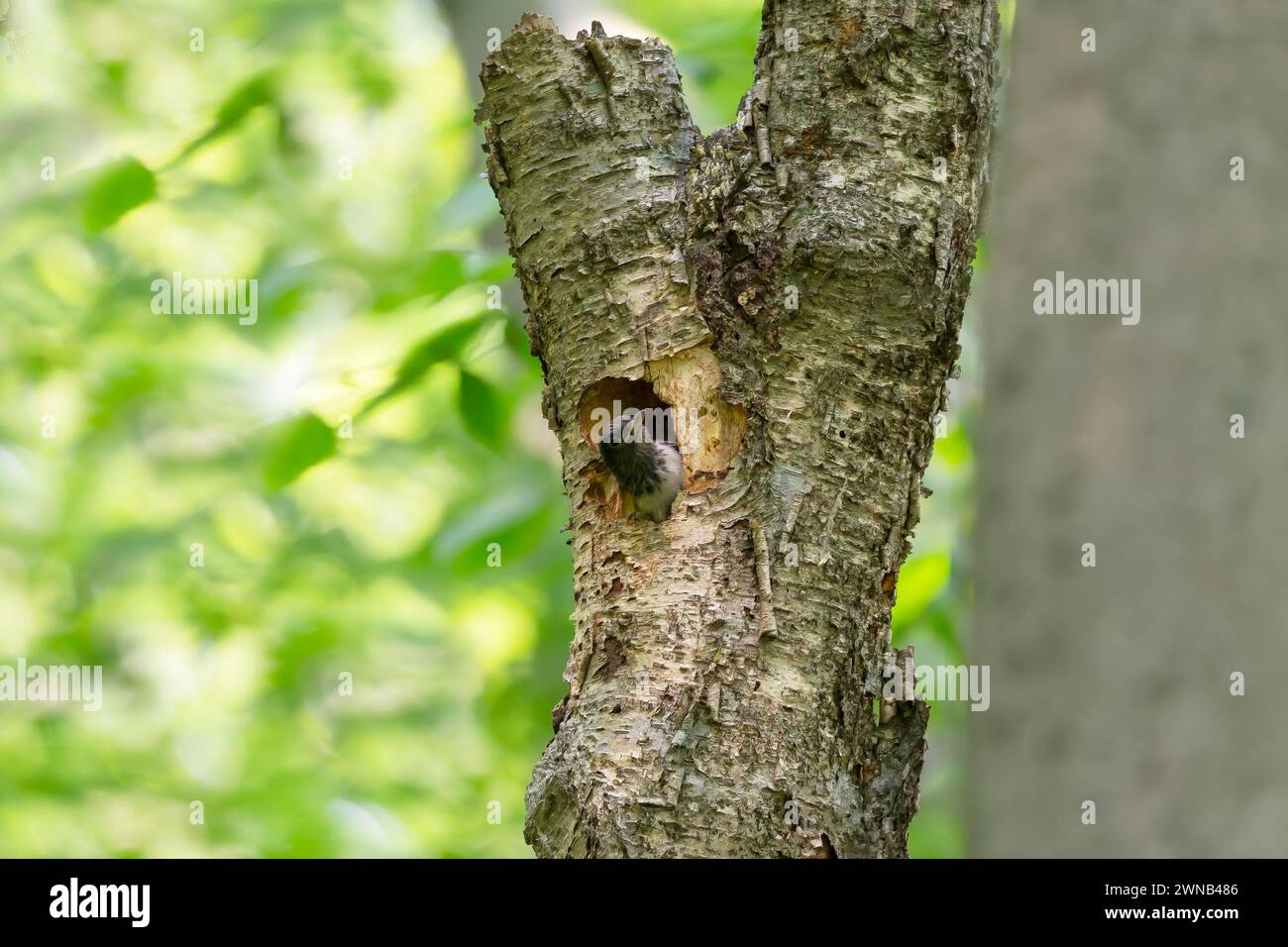 The redheaded woodpecker (Melanerpes erythrocephalus) during nesting