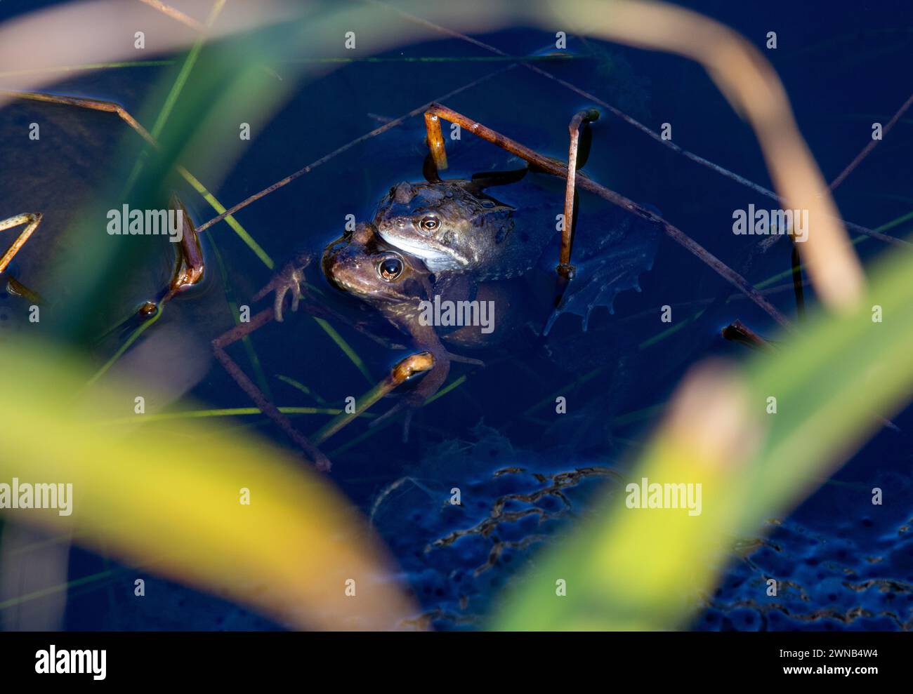 The Common Frog during the breeding season, males and females spawning