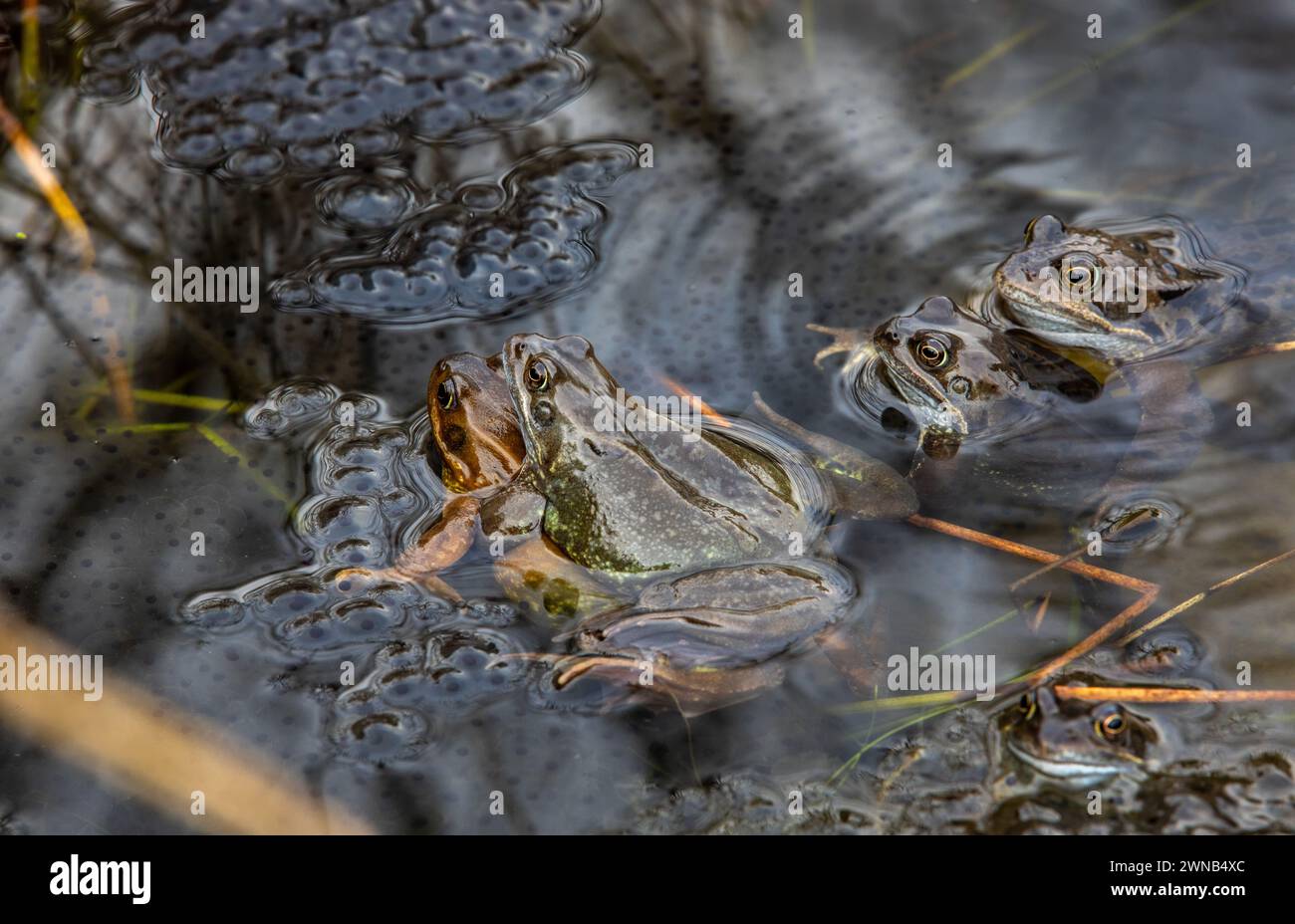The Common Frog during the breeding season, males and females spawning in a pond Stock Photo