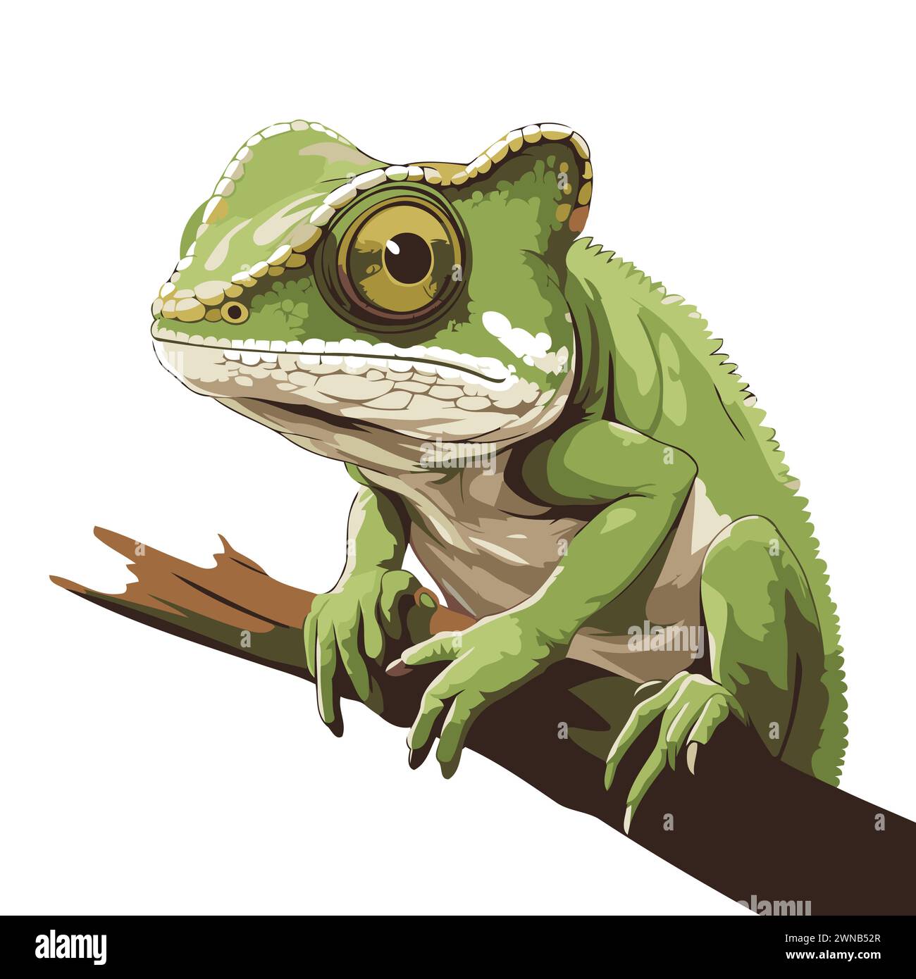 Green frog on a branch isolated on white background. Vector ...