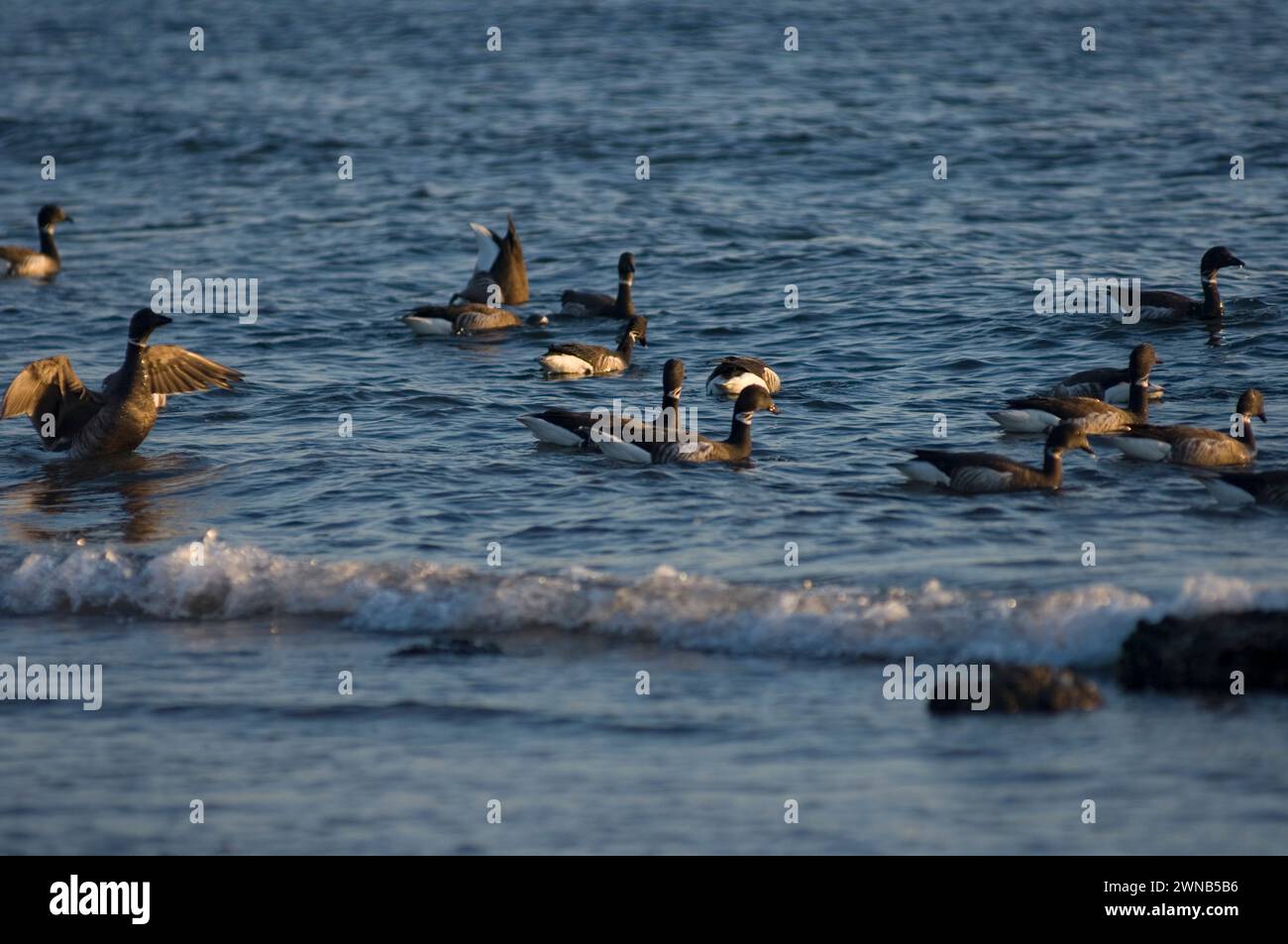 Brant geese Branta bernicla nigricans feeding resting traveling along the rocky shores Puget Sound Salish Sea migration stop Discovery park Washington Stock Photo