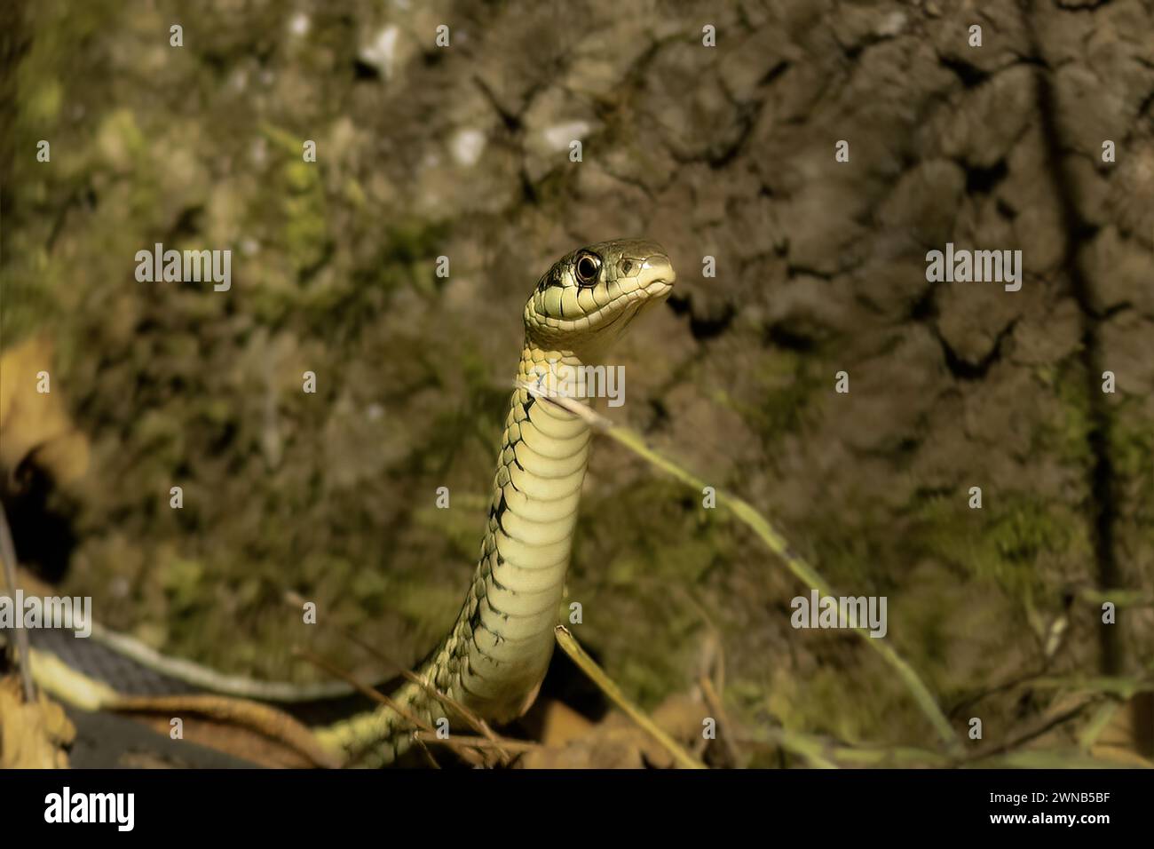 The common garter snake (Thamnophis sirtalis Stock Photo - Alamy