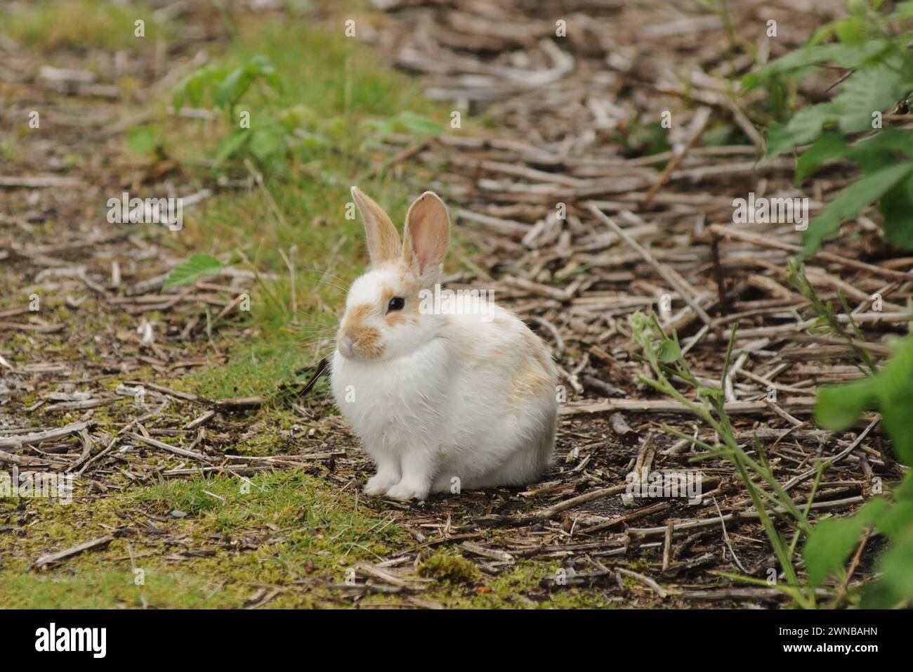 Young wild domesticated rabbit during summer in discovery park washinton state usa Stock Photo