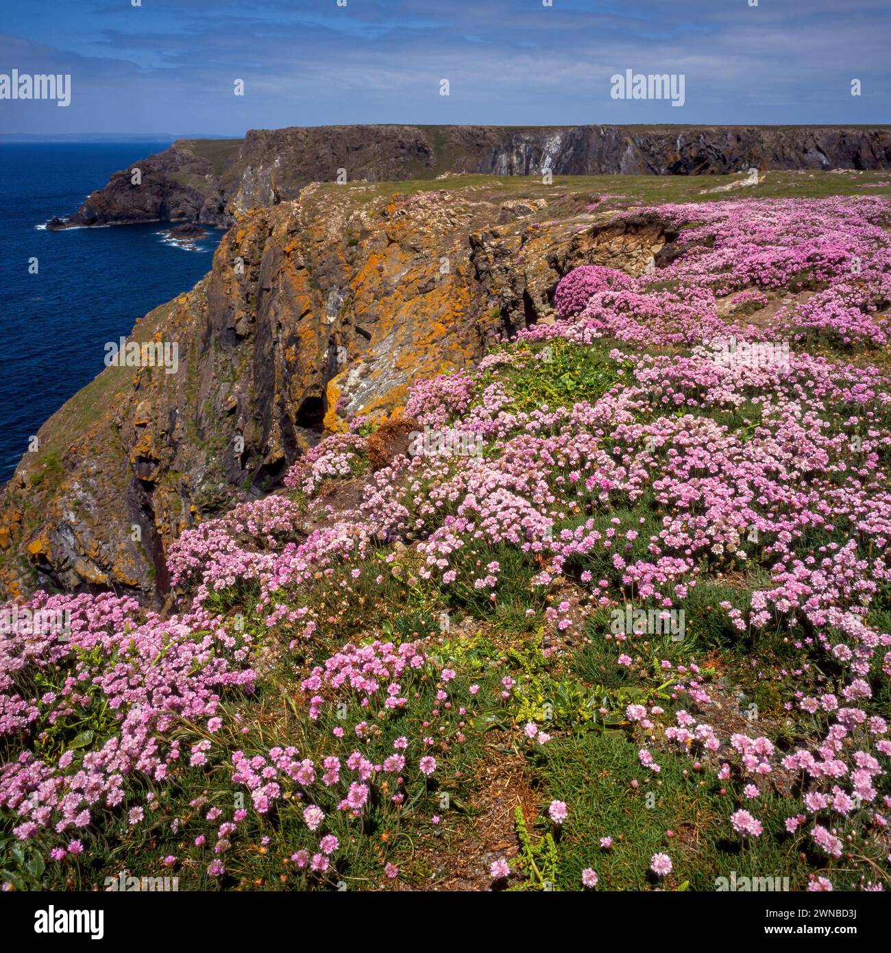 Pink Armeria maritima sea thrift flowers along Cornish coastal path, Cornwall, England, UK Stock Photo