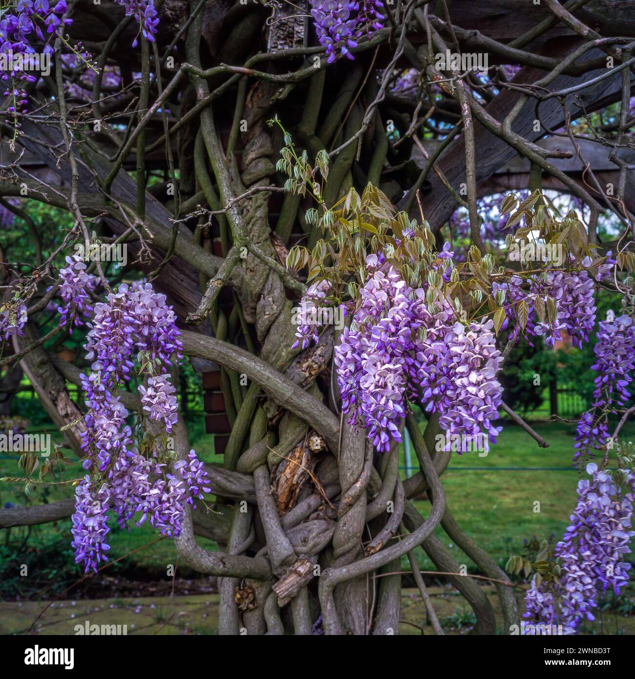 集英社 - wisteria Rommel Tan | Wisteria Mania 📍Cooper Hewitt, Smithsonian