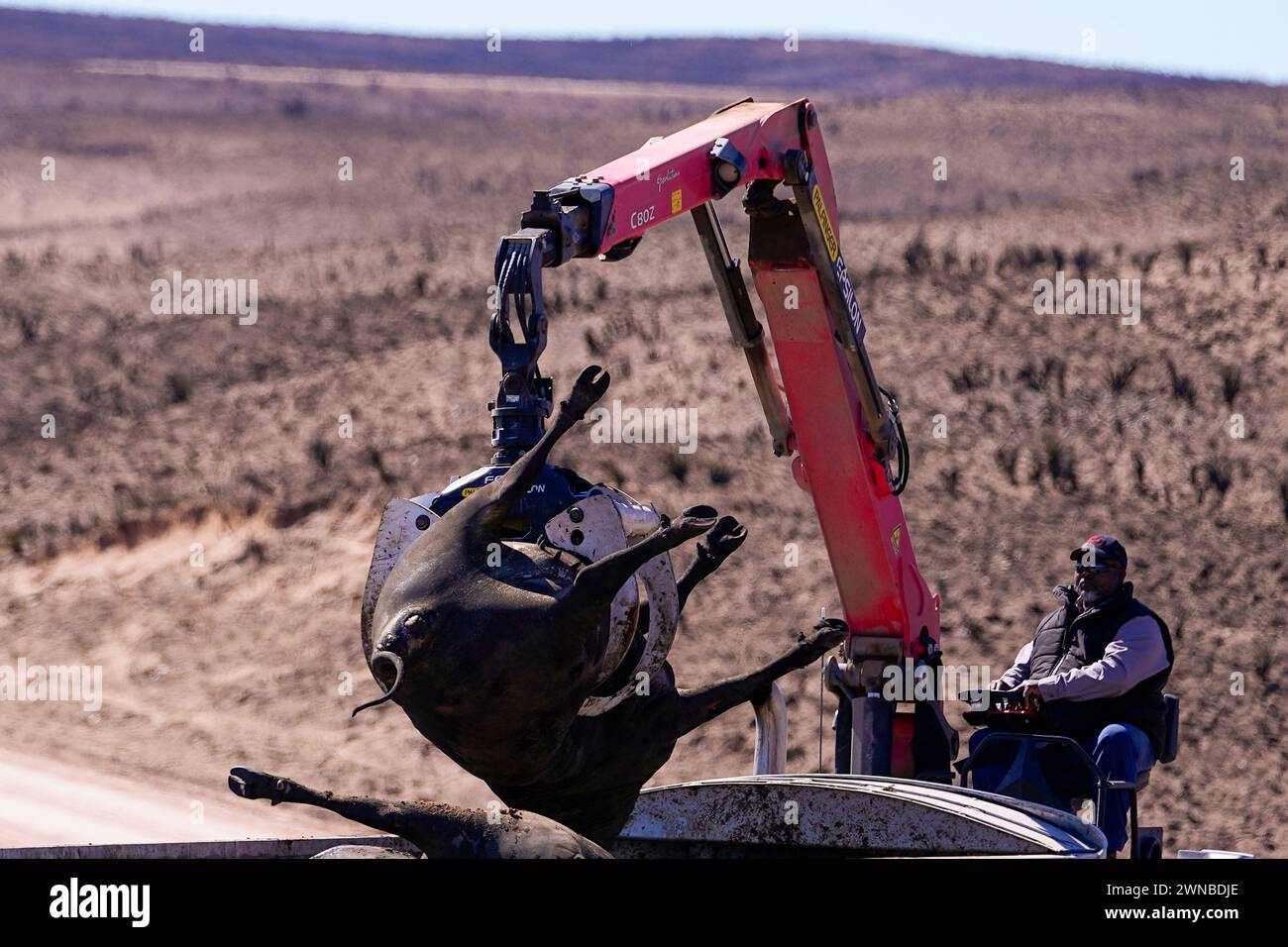A cow killed by the Smokehouse Creek Fire is loaded onto a dump truck