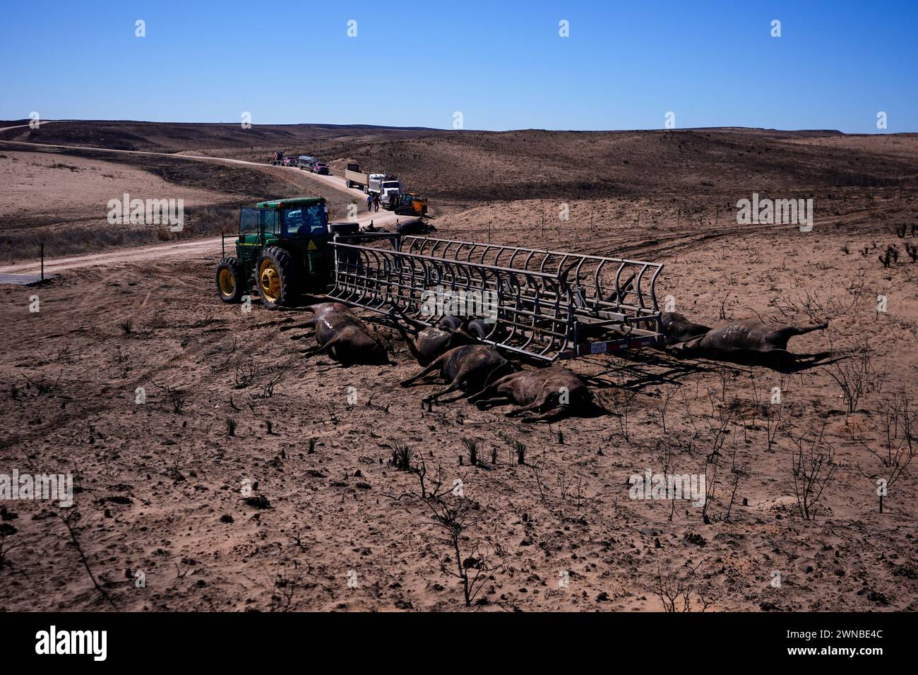 Ranchers move cattle killed by the Smokehouse Creek Fire out of burned