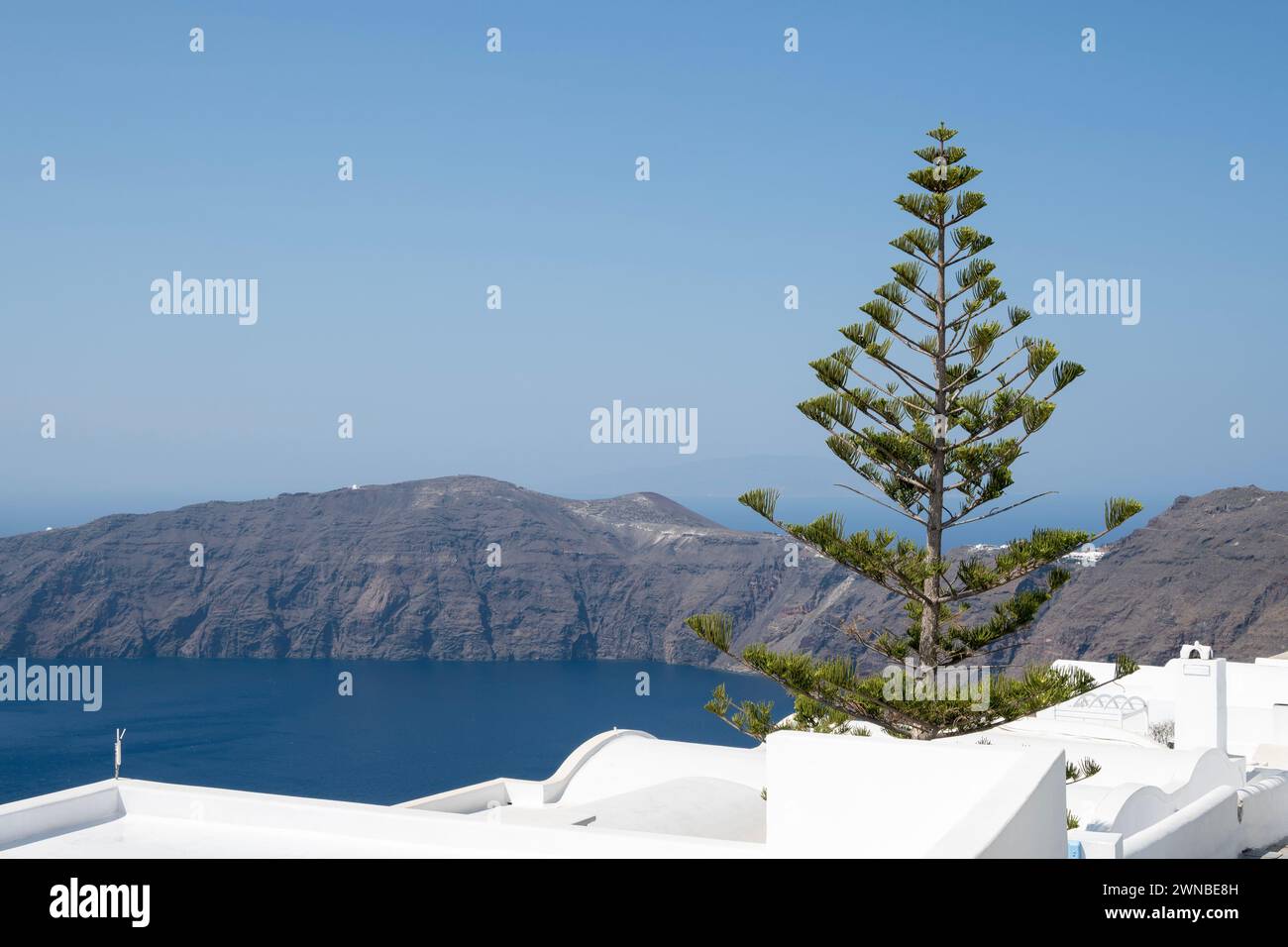 Norfolk Island Pine Tree, Imerovigli, Santorini Stock Photo