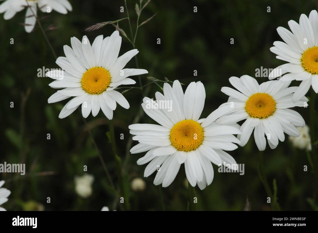 Daisy flowers blooming discovery park washington state usa Stock Photo