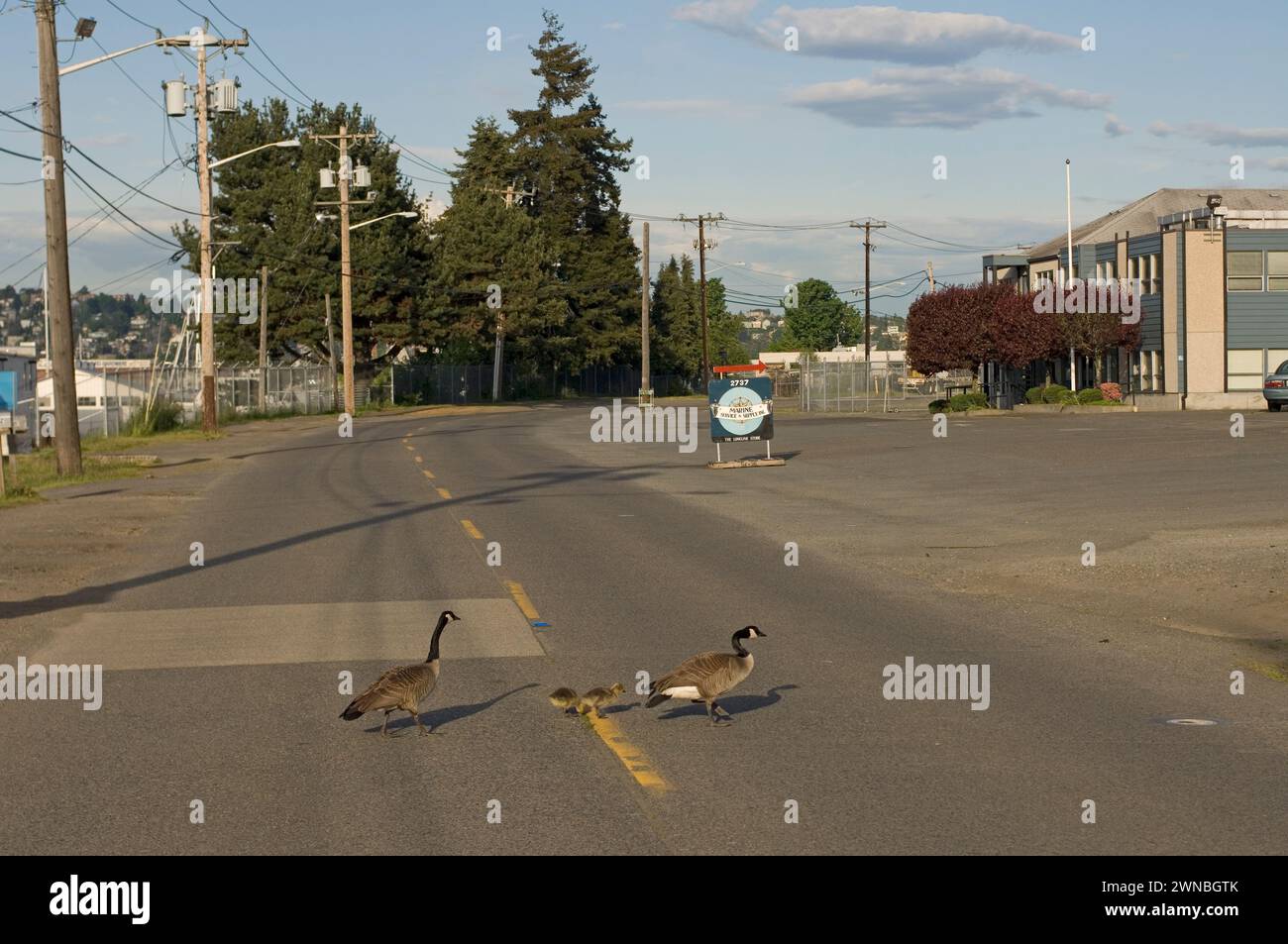 Goose Development Seattle Canada geese parents and goslings during summer on and around a road in ...