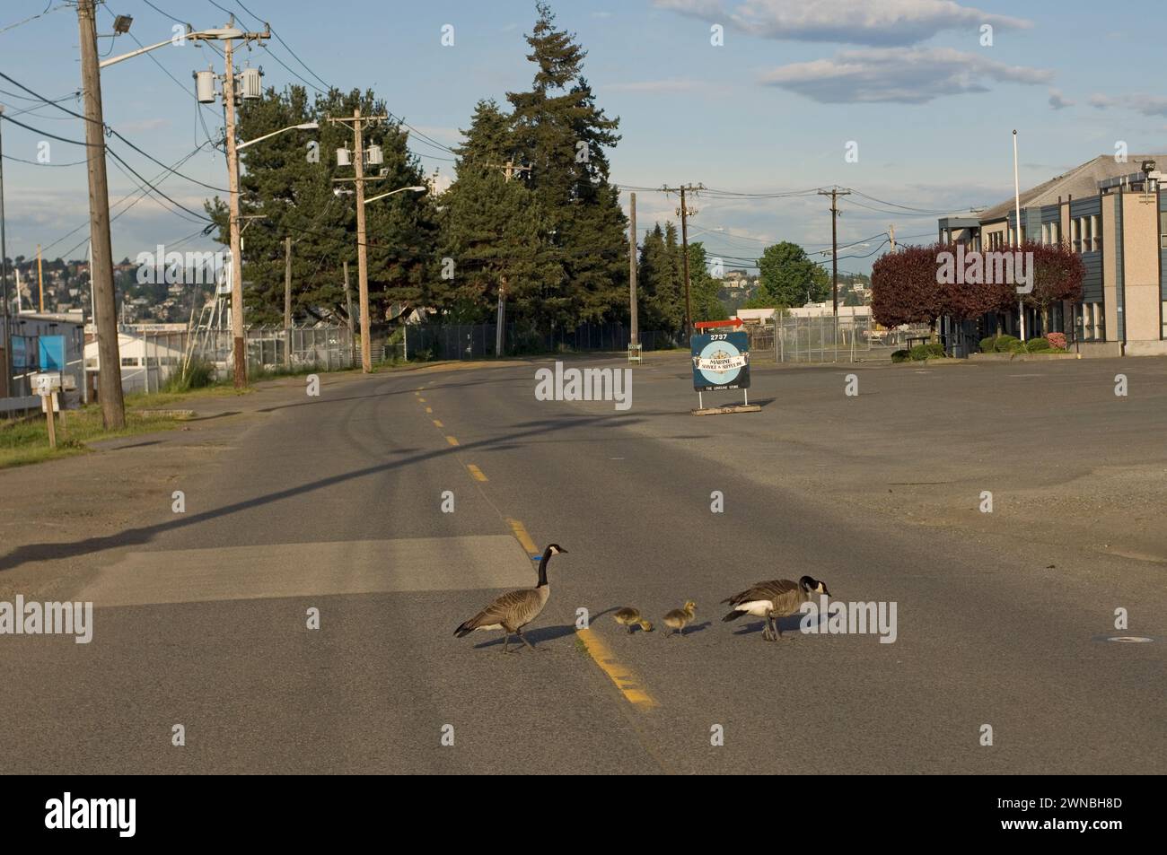 Goose Development Seattle Canada geese parents and goslings during summer on and around a road in ...