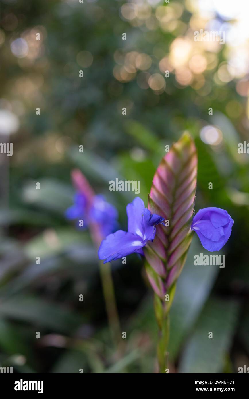 Pink, lilac and blue flowers closeup. Summer nature wallpaper. Stock Photo