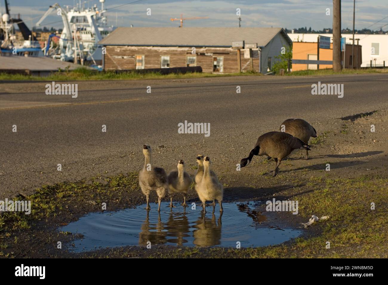 Canada geese parents and goslings during summer on and around a road in