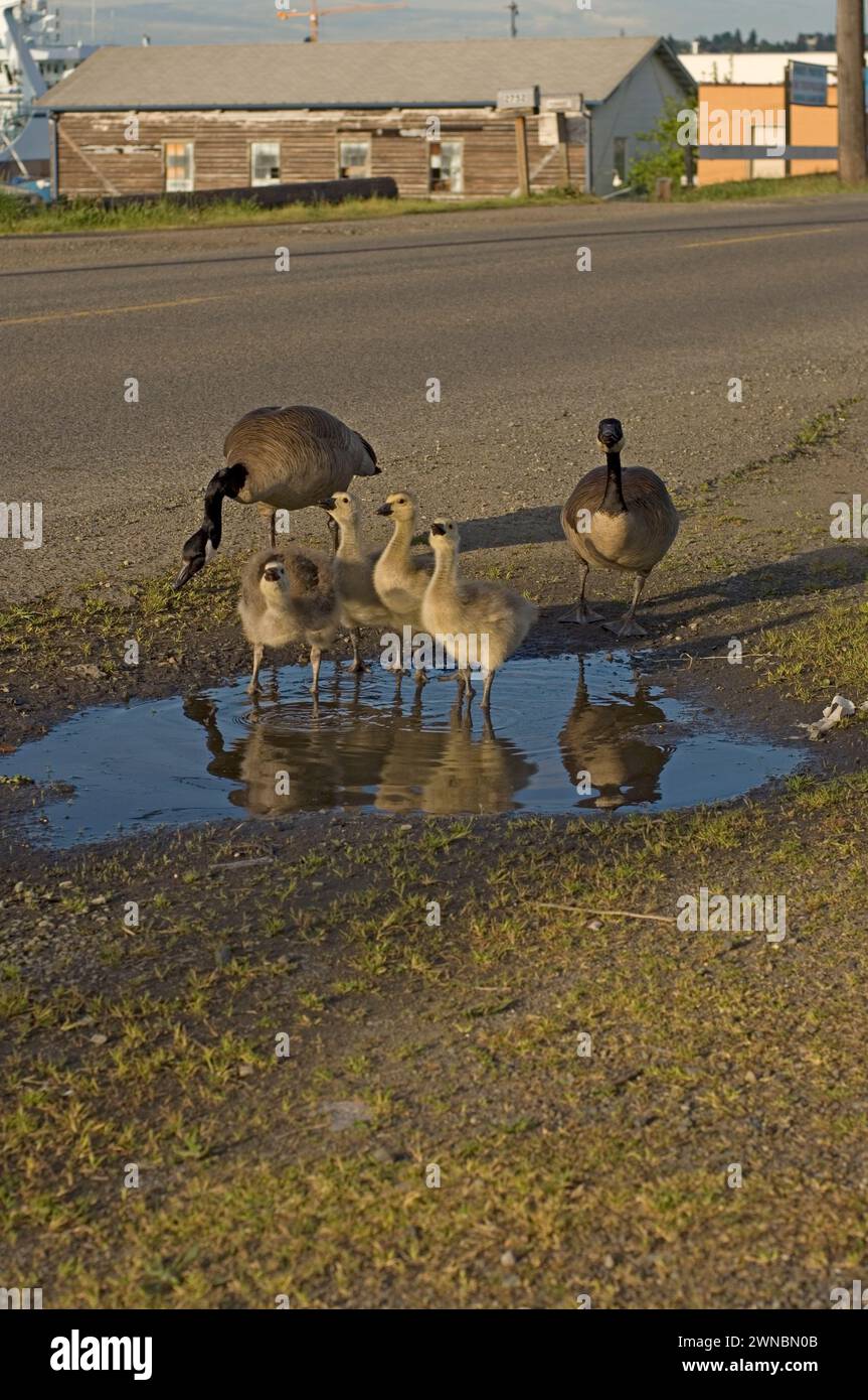 Goose Development Seattle Canada geese parents and goslings during summer on and around a road in ...
