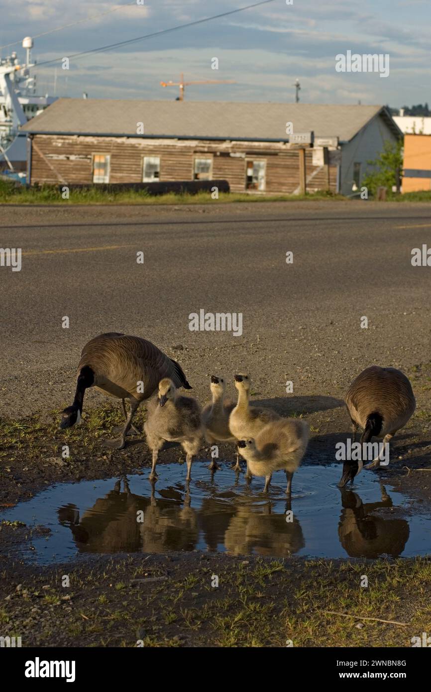 Goose Development Seattle Canada geese parents and goslings during summer on and around a road in ...