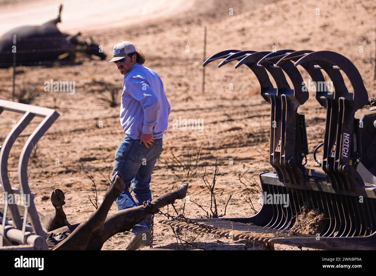 A rancher collects dead cattle in an area burned by the Smokehouse