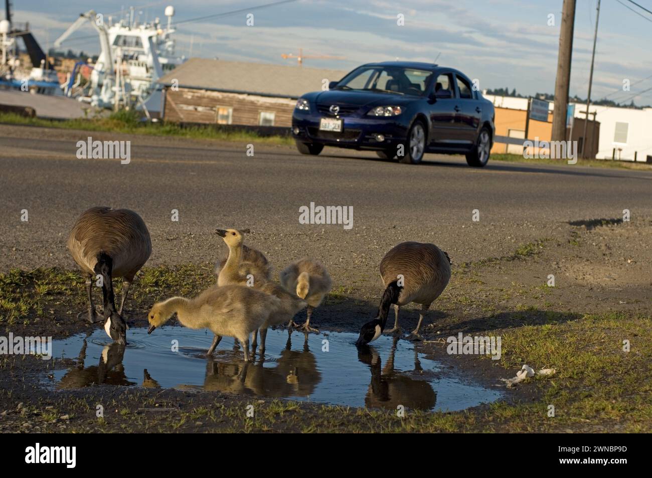 Goose Development Seattle Canada geese parents and goslings during summer on and around a road in ...