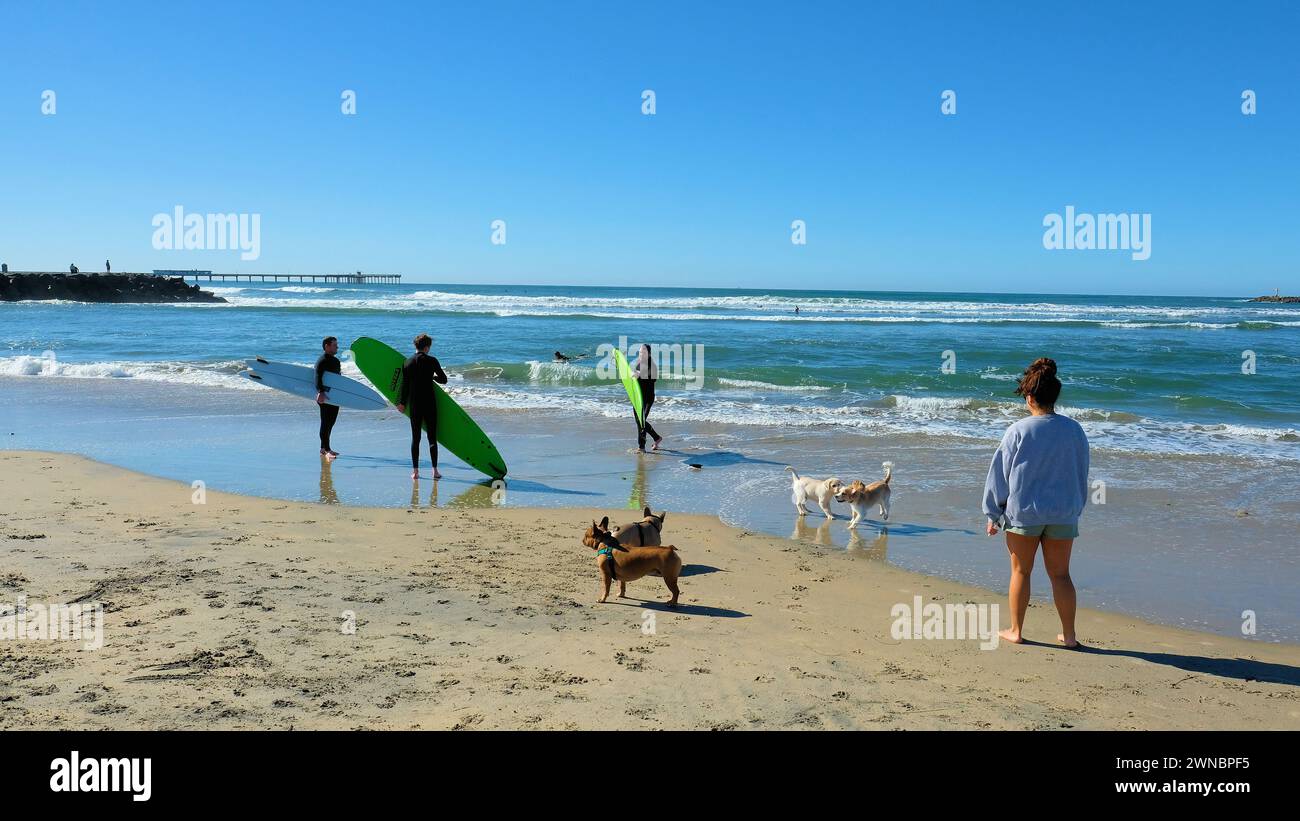 The Original Dog Beach in San Diego, California is nationally famous and one of the first official leash-free beaches in the United States; surfers. Stock Photo