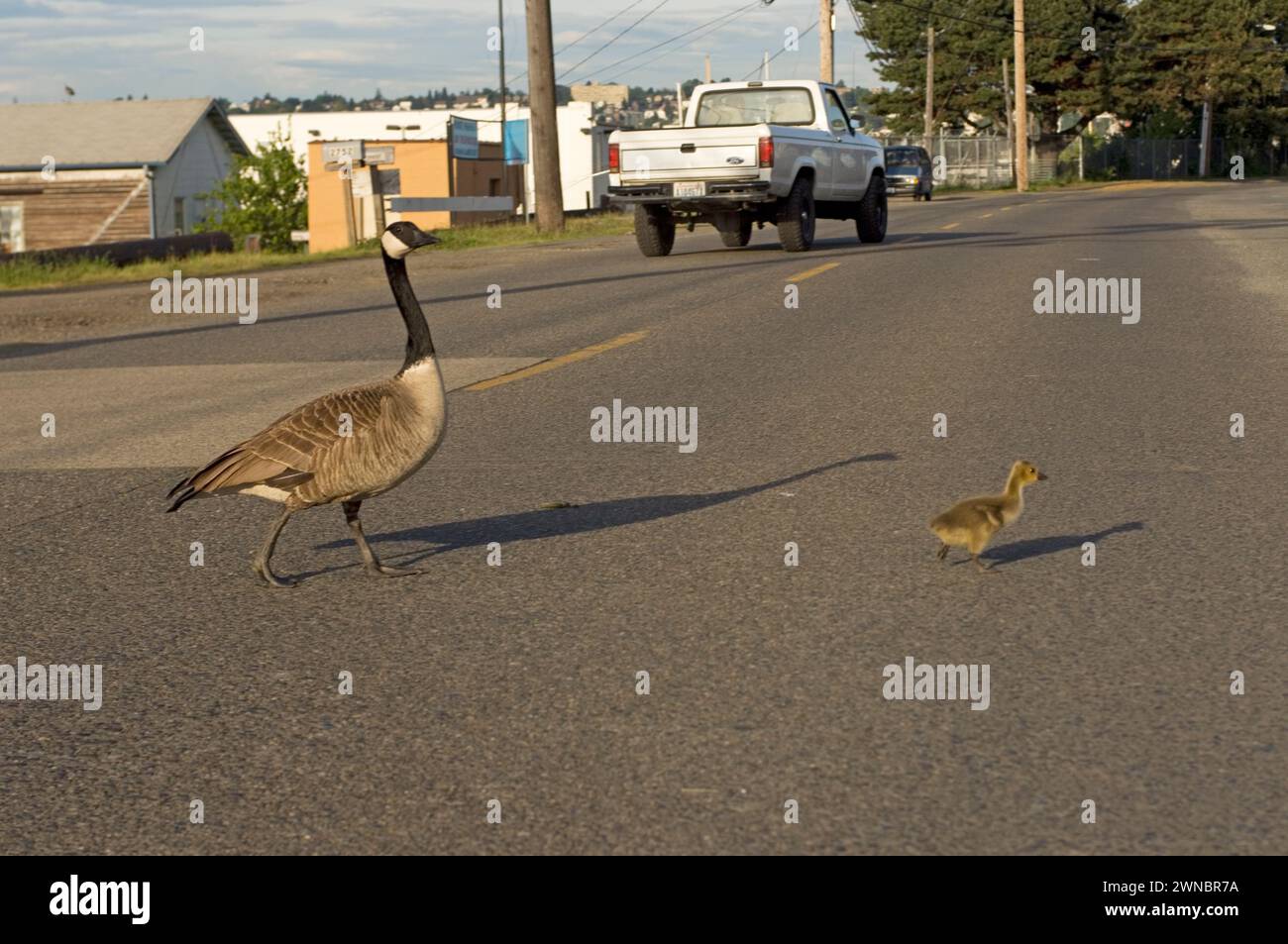 Goose Development Seattle Canada geese parents and goslings during summer on and around a road in ...