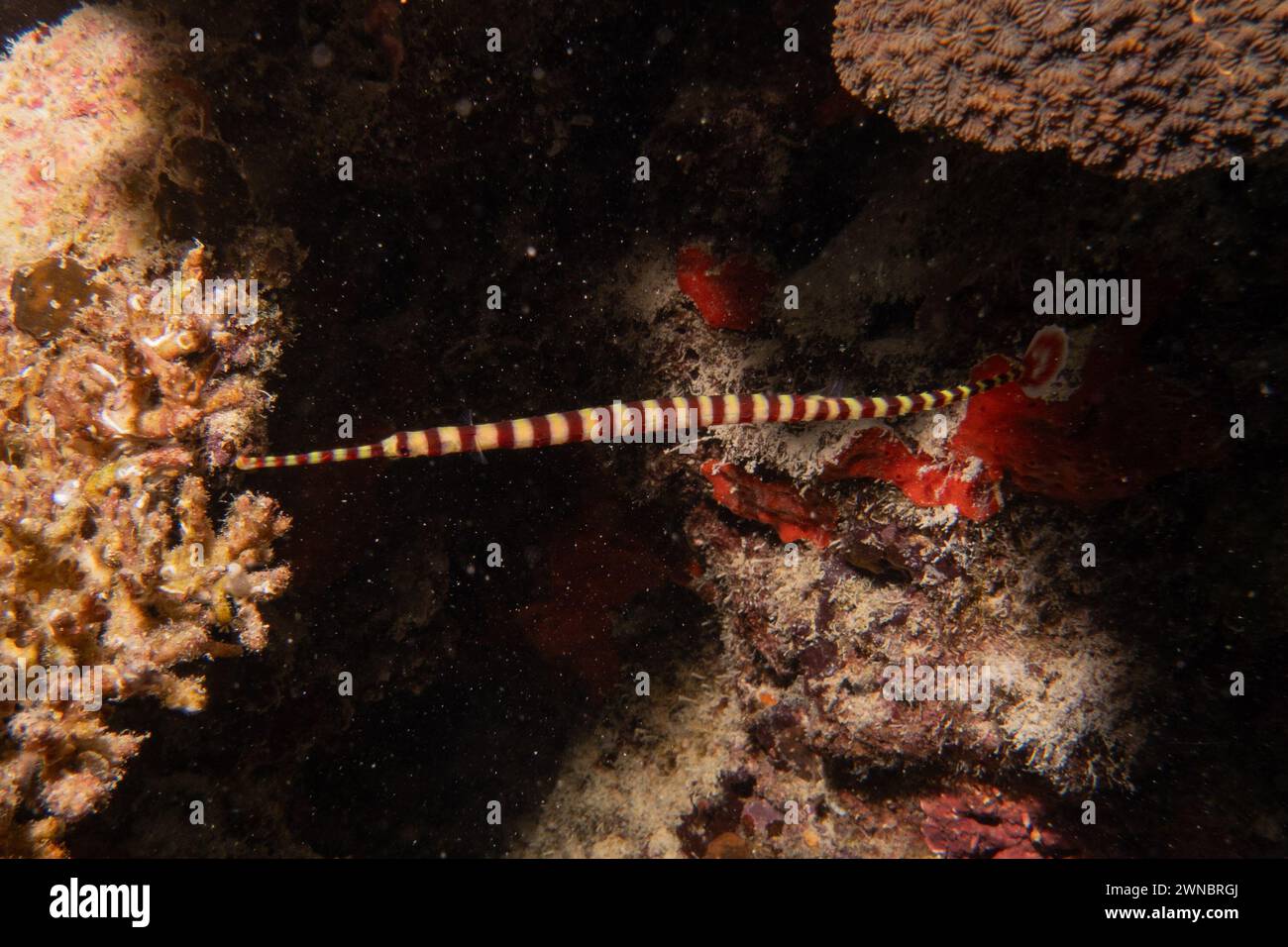 Banded Sea Krait Laticauda colubrina in the Sea of the Philippines Stock Photo