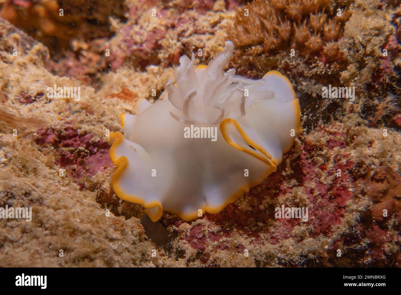 Sea slug in the Sea of the Philippines Stock Photo