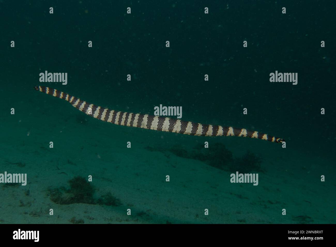 Banded Sea Krait Laticauda colubrina in the Sea of the Philippines Stock Photo