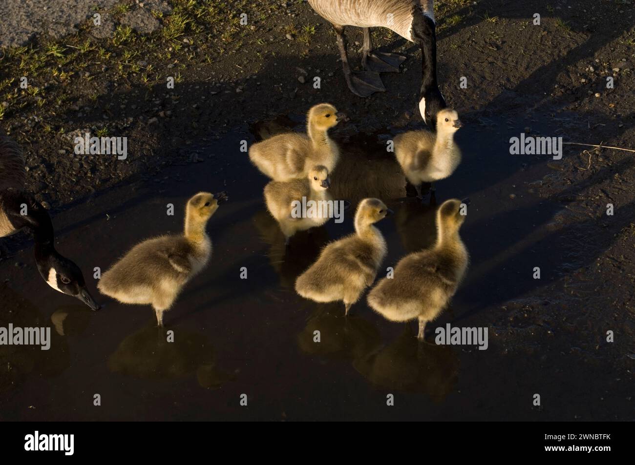 Goose Development Seattle Canada geese parents and goslings during summer on and around a road in ...
