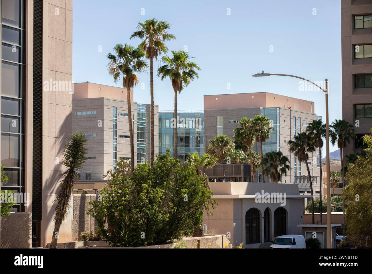 Afternoon view of palm trees framing the downtown skyline of Tucson