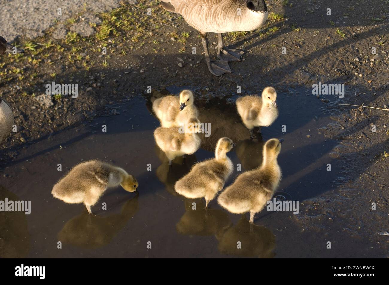 Goose Development Seattle Canada geese parents and goslings during summer on and around a road in ...