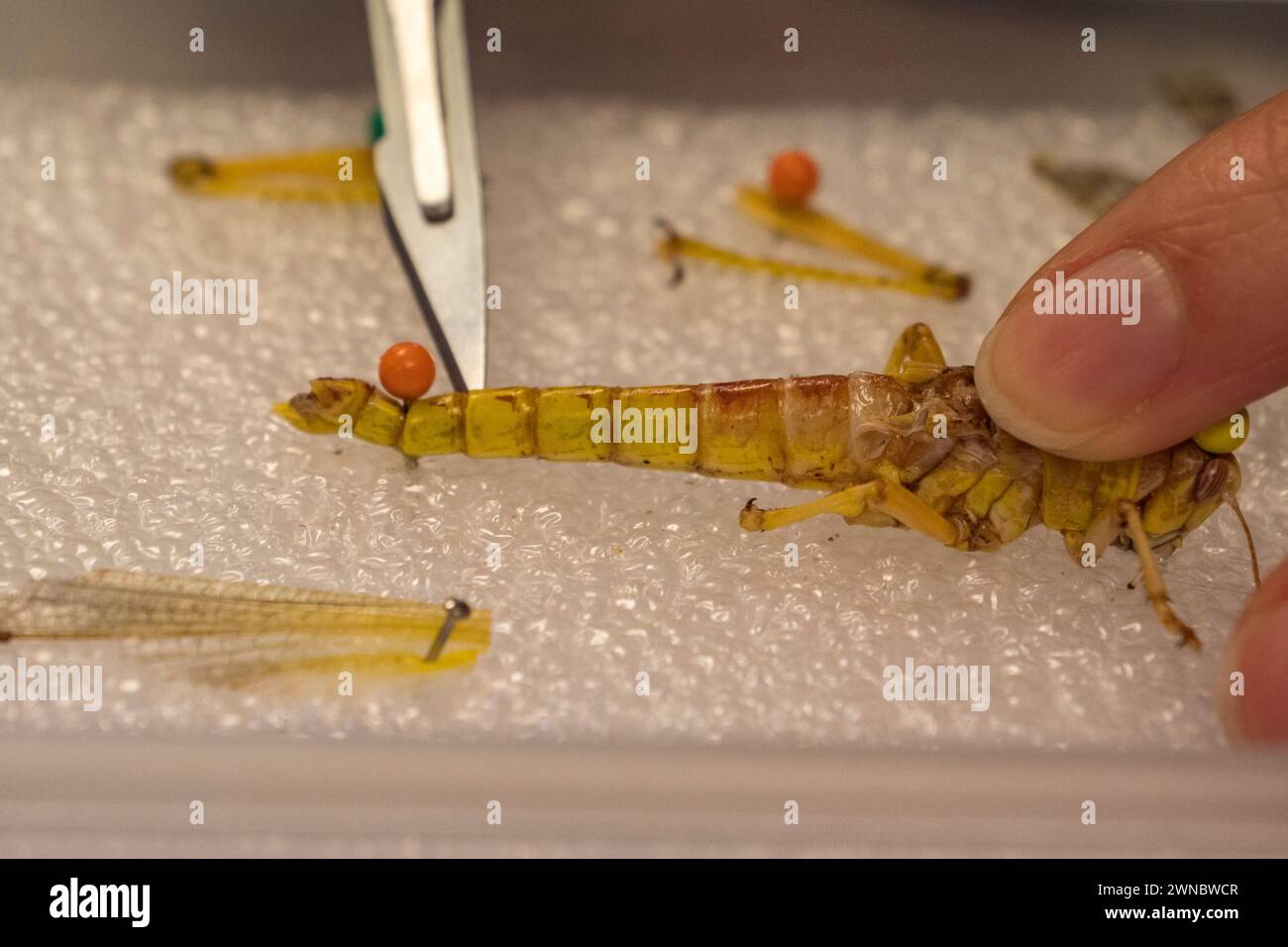 Making an incision with a scalpel on a desert locust (Schistocerca gregaria) mid dissection (examining gas exchange system) in a UK Secondary School. Stock Photo