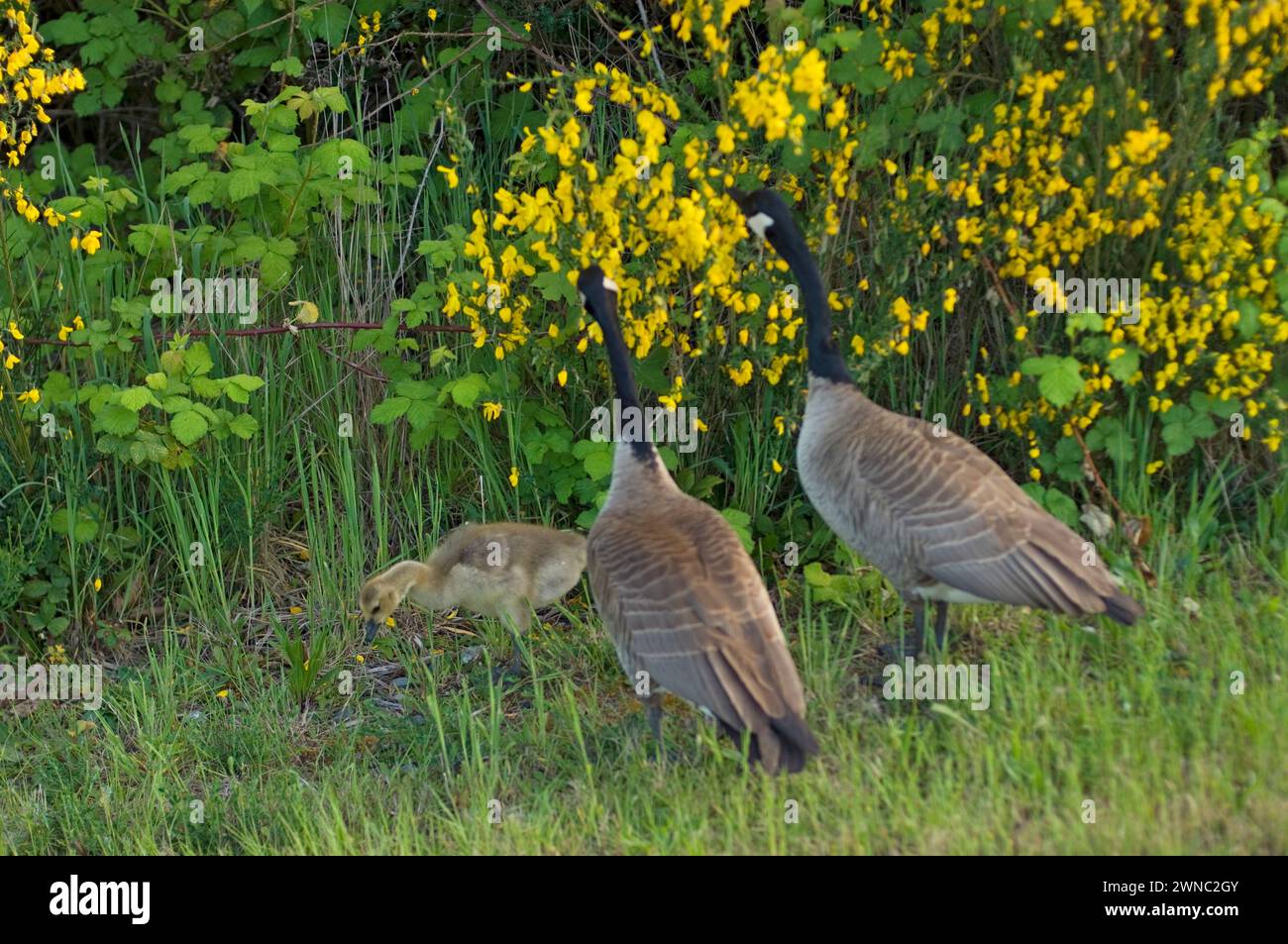 Goose Development Seattle Canada geese parents and goslings during summer on and around a road in ...