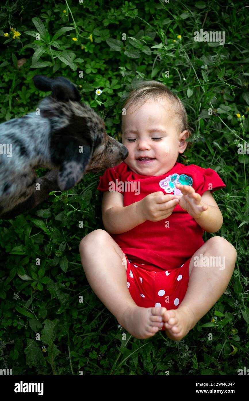 upper view of little child in red lying on grass and being licked by the big grey dog, true friendship Stock Photo