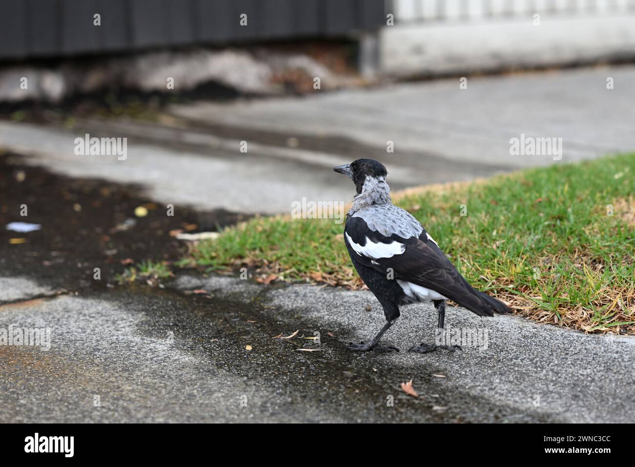 Rear view of a juvenile Australian magpie, as the bird looks at a small stream of water running along pavement Stock Photo