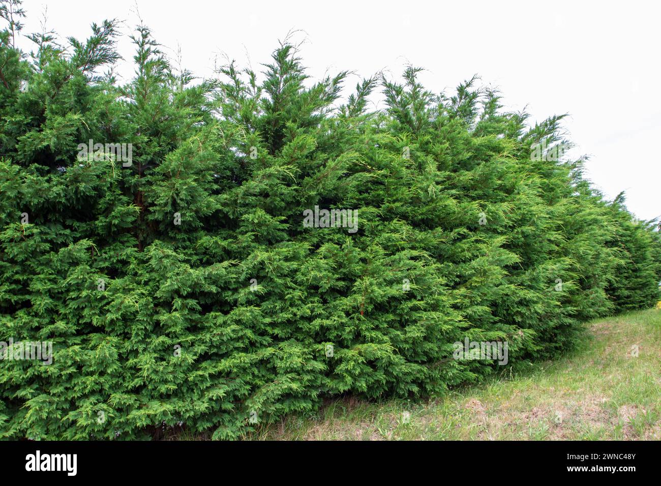 Thuja occidentalis or northern white-cedar or swamp cedar evergreen coniferous trees. Thuja ornamental plants in a row. Arborvitae low maintenance hed Stock Photo