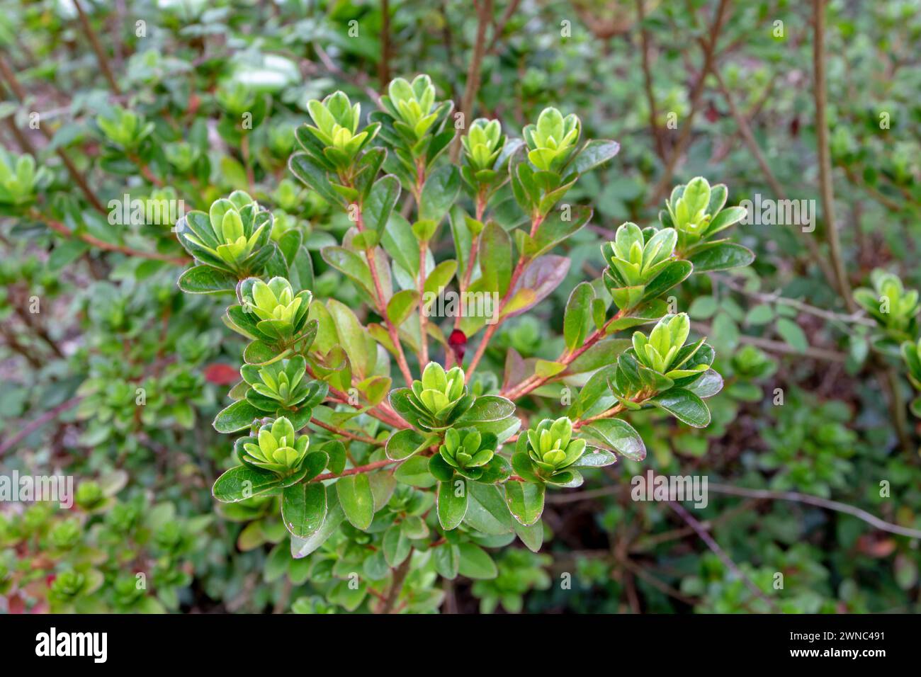 Japanese azalea branches with leaves. Plant sprout in the form of a crown. Stock Photo