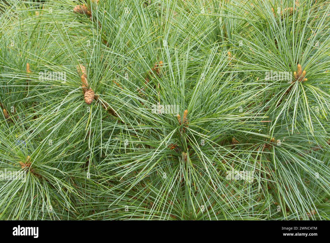White pine (Pinus strobus), Oregon Garden, Silverton, Oregon Stock Photo