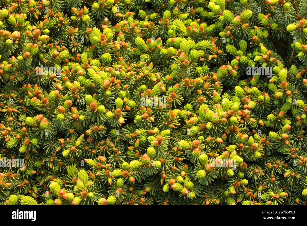 White spruce (Picea glauca), Oregon Garden, Silverton, Oregon Stock Photo