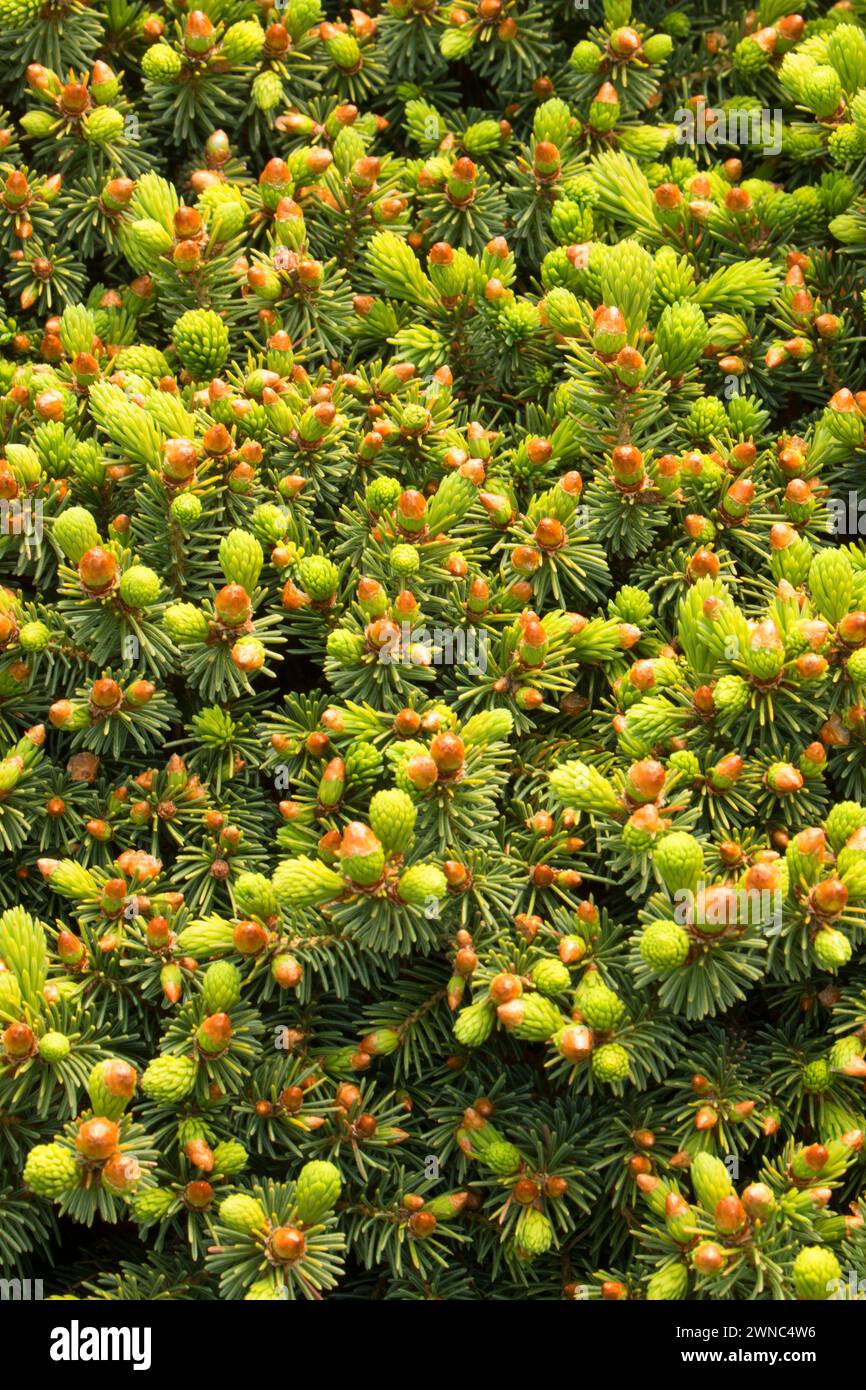 White spruce (Picea glauca), Oregon Garden, Silverton, Oregon Stock Photo