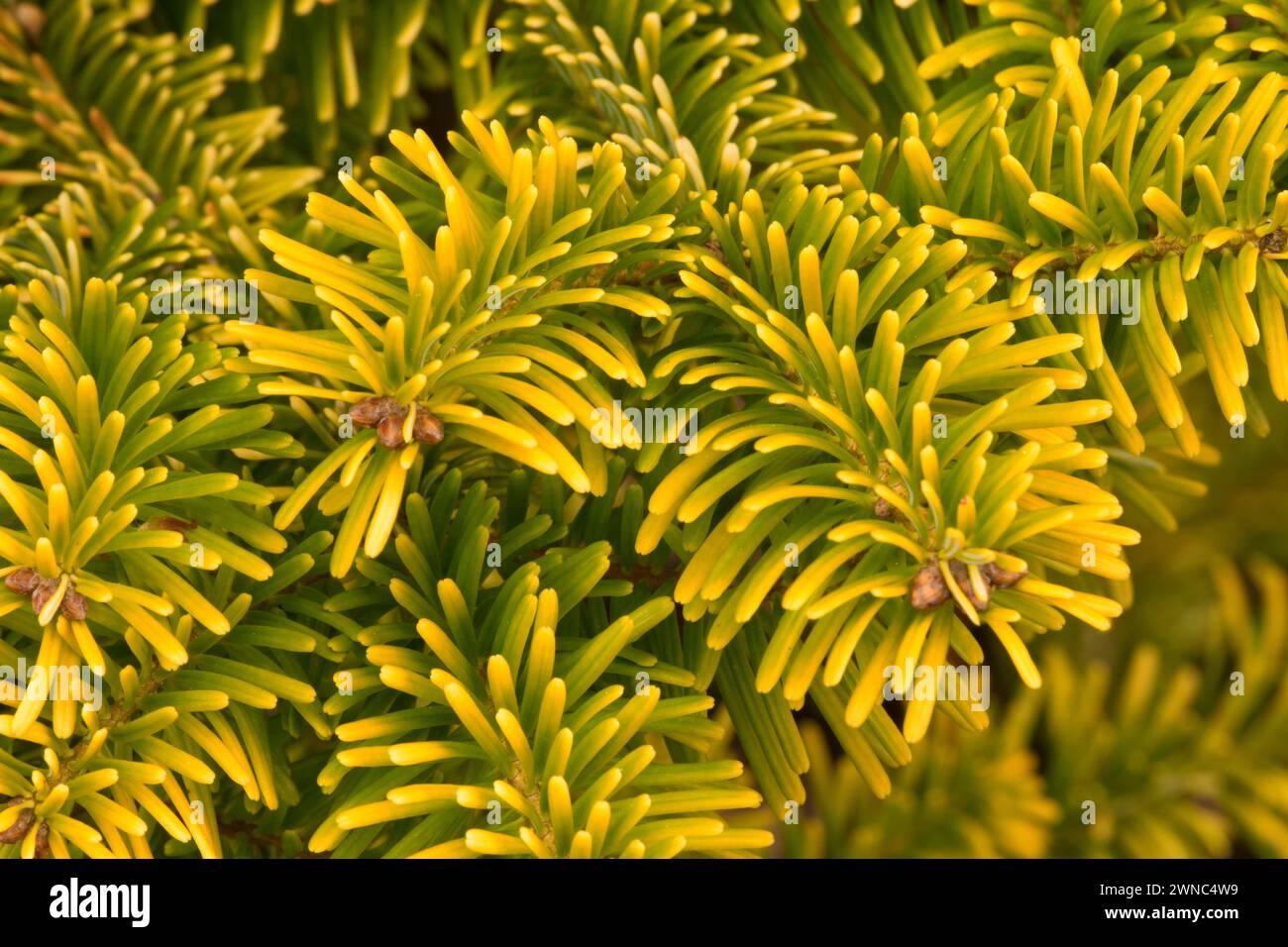 Nordmann fir (Abies nordmanniana), Oregon Garden, Silverton, Oregon Stock Photo