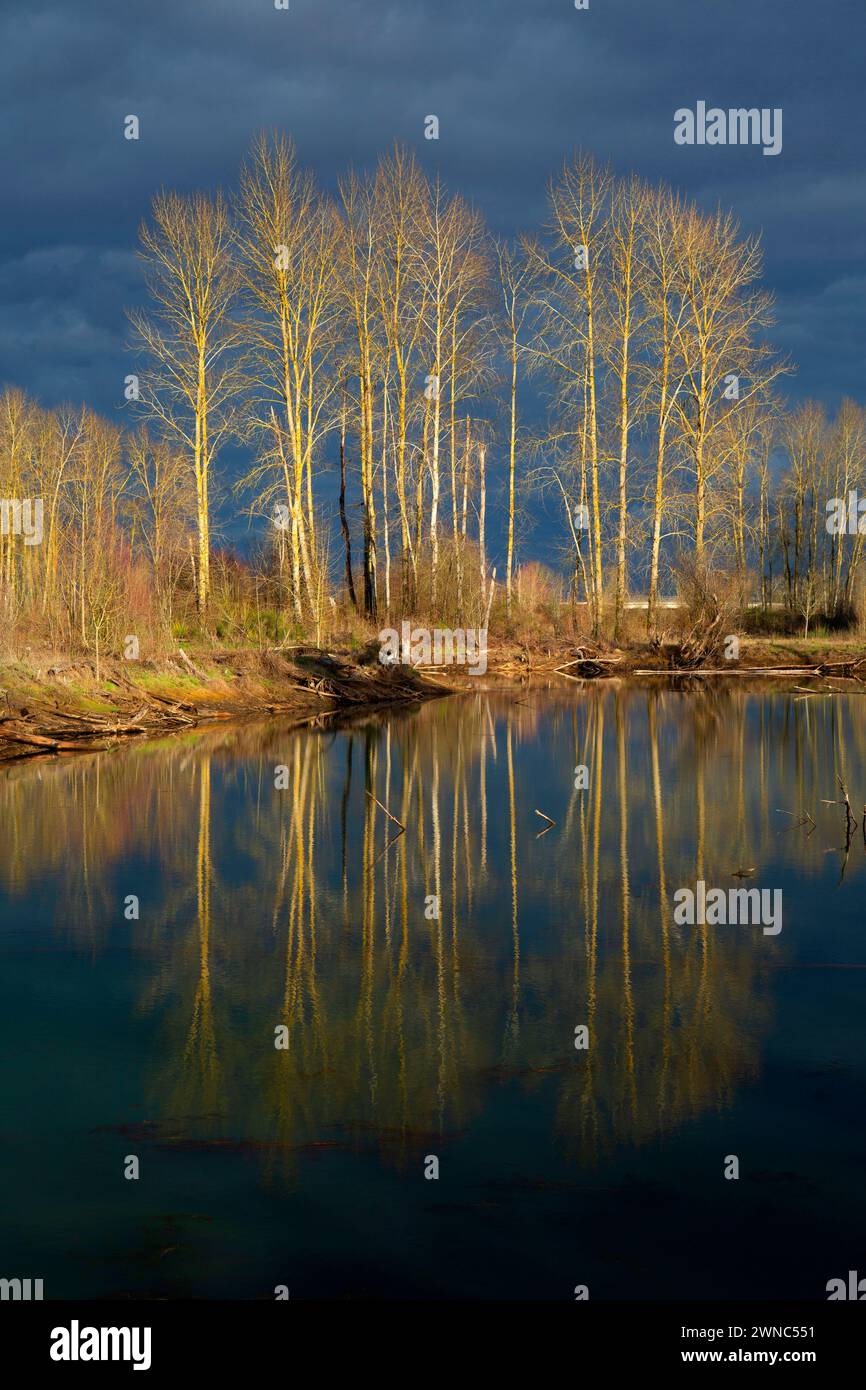 Wildlife pond, St Louis Ponds Wildlife Area, Oregon Stock Photo Alamy