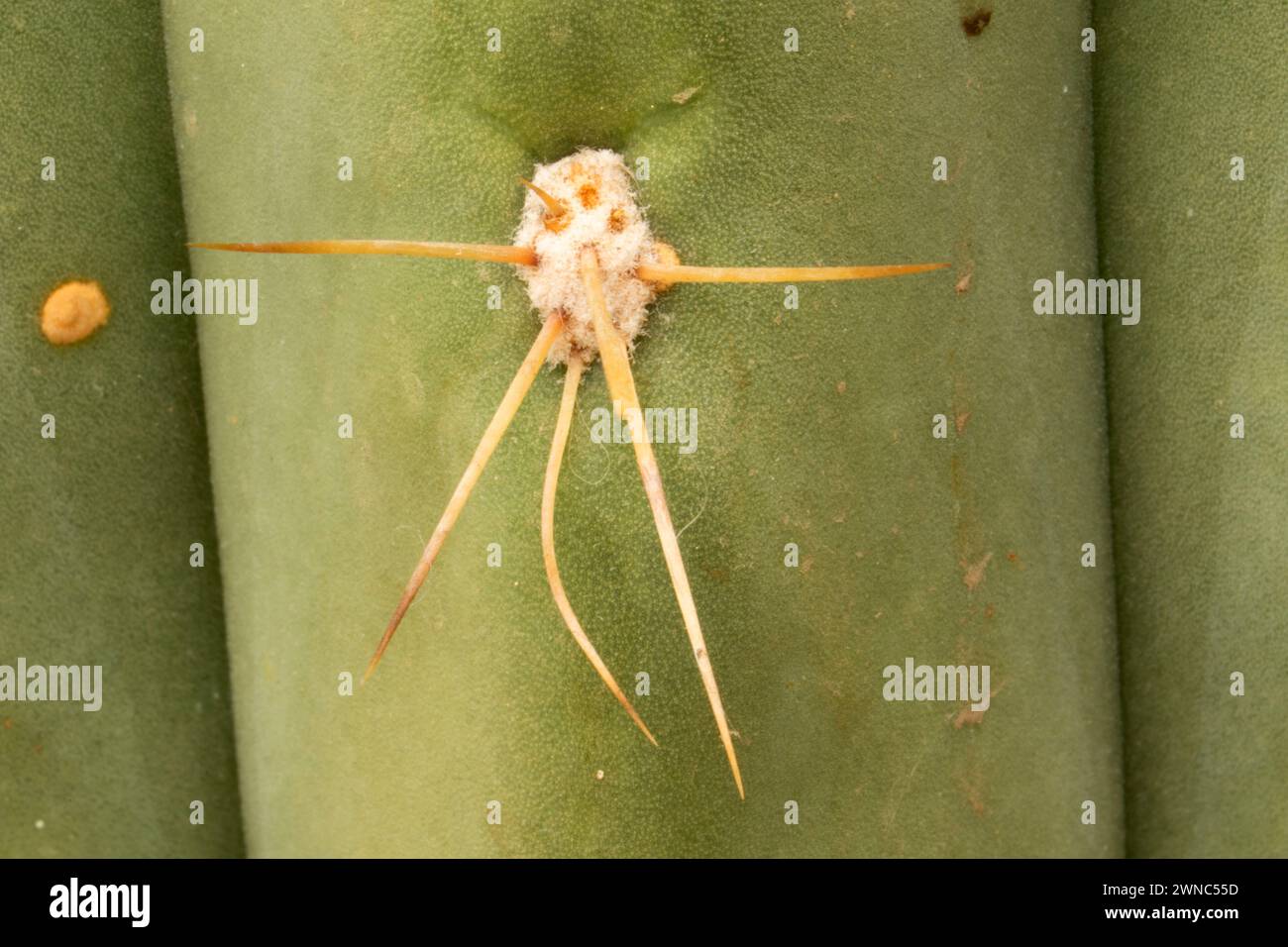 Peruvian apple cactus (Cereus peruvianus) needles in Bush House Conservatory, Bushs Pasture Park, Salem, Oregon Stock Photo