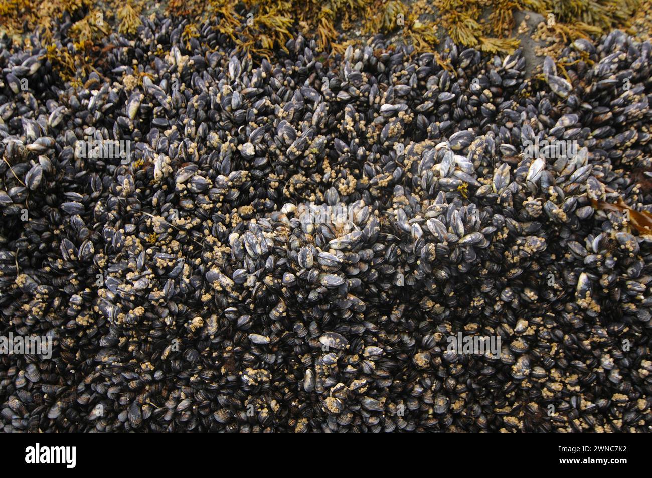Muscles edible food on rocks in intertidal zone on shi shi beach olympic national park washington state usa Stock Photo