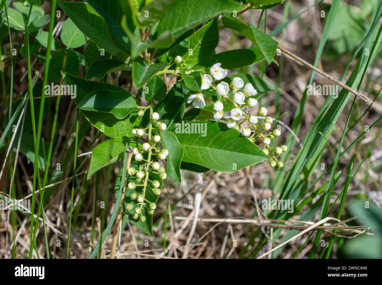 Western Serviceberry (amelanchier alnifolia), AKA Saskatoon Serviceberry, Juneberry, Western shadbush, Chuckley Pear, Pigeon Berry, Stock Photo